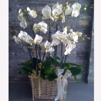 Orchid garden
